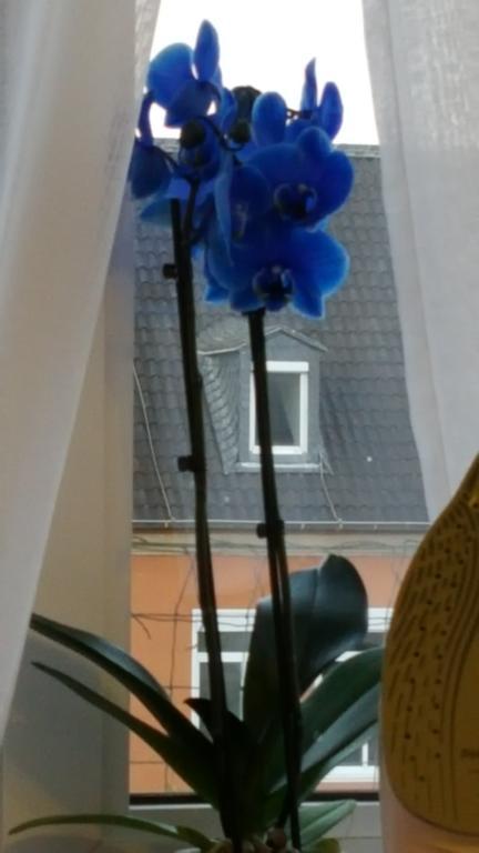 Apartment am Kaiserplatz Düren - Eifel Extérieur photo